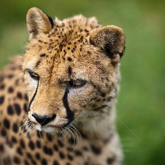 Cheetah Cinonnyx十月刊金子食肉牙齿女性猎人濒危冒充公园哺乳动物毛皮图片