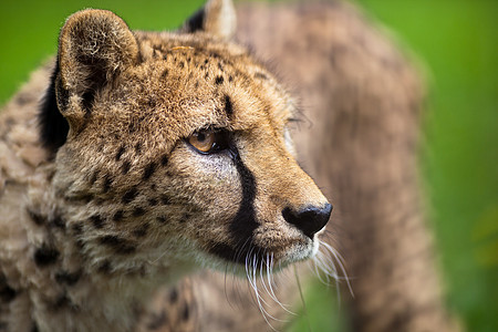 Cheetah Cinonnyx十月刊牙齿猎人动物园速度公园捕食者食肉野生动物金子猫科图片