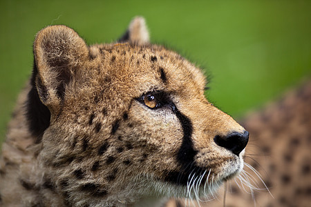 Cheetah Cinonnyx十月刊国家食肉公园斑点野生动物牙齿动物猎人危险金子图片