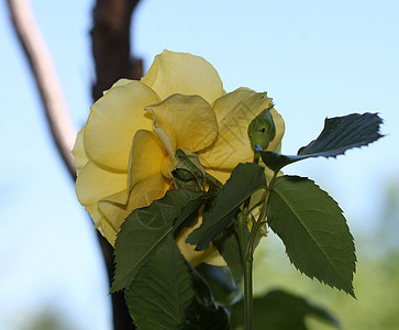 黄玫瑰植物学花园蔷薇黄色红色玫瑰农业绿色图片