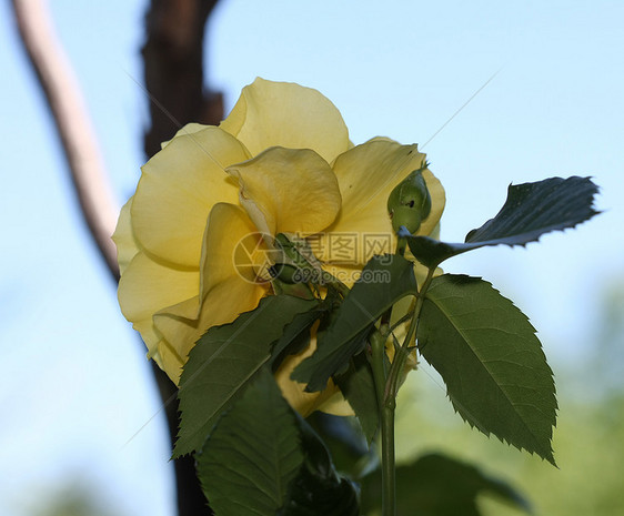 黄玫瑰植物学花园蔷薇黄色红色玫瑰农业绿色图片