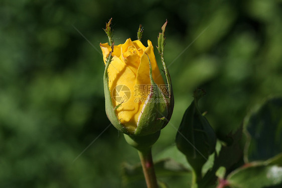 黄玫瑰黄色玫瑰绿色花园红色蔷薇植物学农业图片