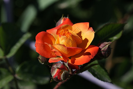 花园里的玫瑰蔷薇农业植物学绿色红色图片