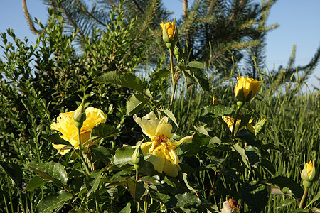 黄玫瑰农业蔷薇红色绿色植物学黄色玫瑰花园图片