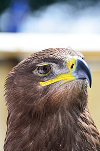 鹰头野生动物棕色黄色羽毛眼睛猎鹰荒野猎物图片