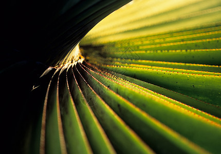 螺旋棕榈一背景图片