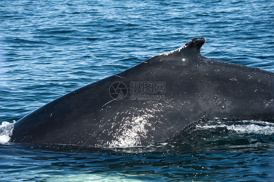鲸弓步野生动物蓝色脚蹼驼峰身体哺乳动物濒危鲸鱼荒野图片