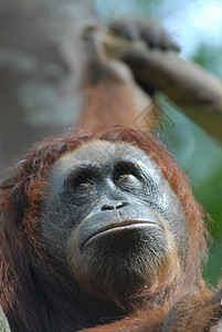 Orang 乌坦濒危威胁女性猩猩森林荒野图片