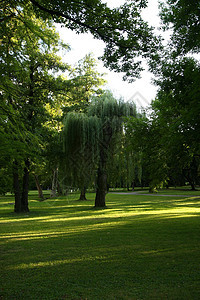 呜呼柳公园野餐木头树木植物群树叶城市环境绿色森林图片