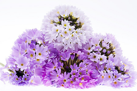 一些紫罗兰的春花 白种背景分离的普利姆拉图片
