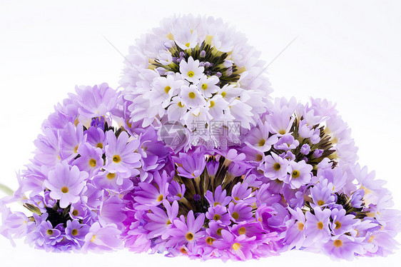 一些紫罗兰的春花 白种背景分离的普利姆拉图片