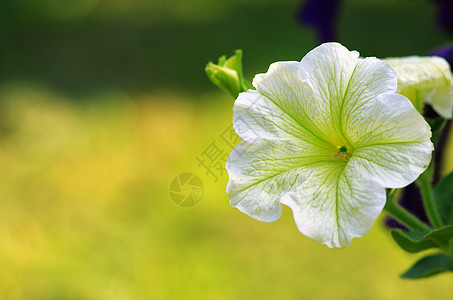 花园里有很多白色花朵花坛蓝色园艺紫色花瓣植物群团体美丽牵牛花生长图片