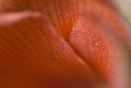 鲜花植物橙子花瓣背景图片