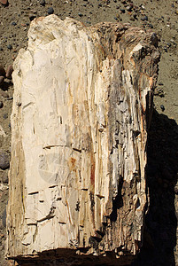 巴塔哥尼亚的石化木材地质学植物学干旱树干国家风景森林矿物公园木头图片