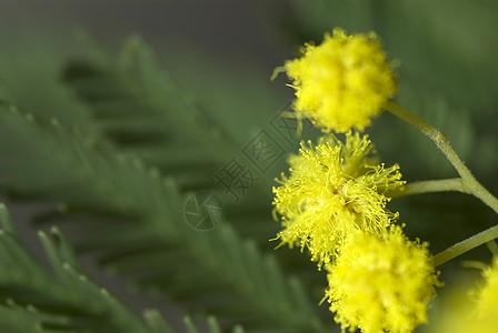 米摩萨花瓣黄色植物绿色图片