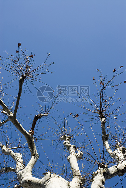 平木树公园木头蓝色旅行白色图片