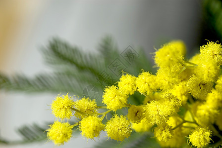 米摩萨黄色花瓣绿色植物图片