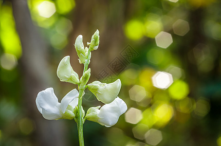 花园里的白豆花图片