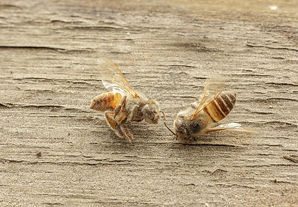 木制背景的死蜜蜂昆虫宏观蜂蜜翅膀野生动物黄色图片