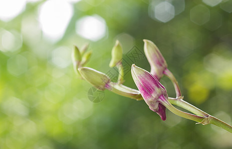紫兰花在绿色花园 选择焦点图片