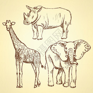 长颈鹿 大象 犀牛 矢量背景动物卡通片长毛荒野皮肤异国喇叭墨水艺术插图图片
