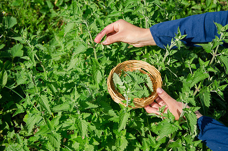 草药师女孩手摘香膏薄荷草本植物图片