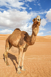 阿曼瓦伊巴骆驼沙丘旱谷假期天空干旱哺乳动物旅行动物婴儿图片