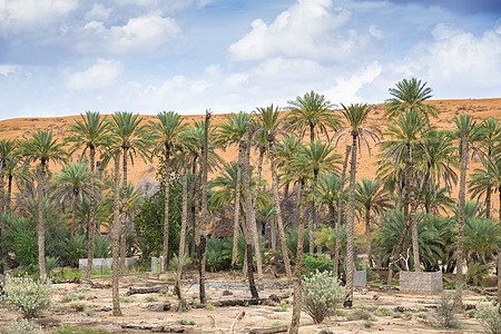 Al Haway 阿曼绿洲树木旅行绿色沙漠热带沙布旱谷棕榈植物国家图片