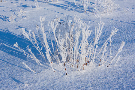 下雪时 青草被冰冻的霜覆盖森林树枝强光场地脚印天空雪花新年公园小路图片