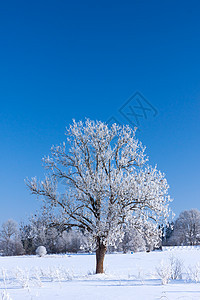 雪冬树图片