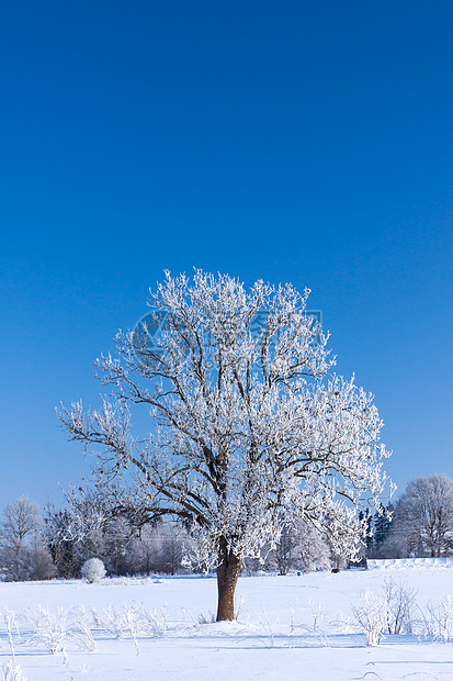 雪冬树图片