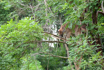 攀爬树上的美洲狮野生动物濒危食肉捕食者褐色动物哺乳动物猎人肌肉动物园图片