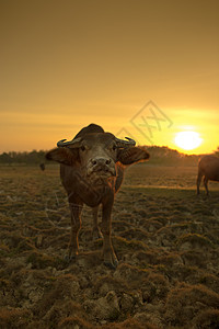 日落之水水牛眼睛肌肉文化生活天空静物太阳农场橙子土壤图片