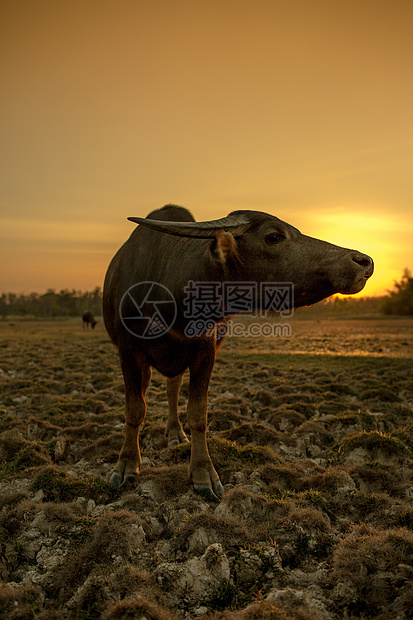 日落之水水牛场地土壤橙子生物地面静物公园天空文化太阳图片