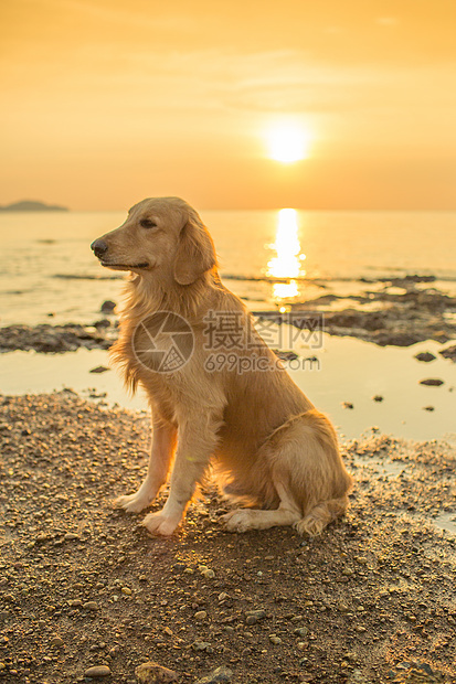 日落的幸福狗金子天际天空晴天海景朋友们海滩太阳毛皮时间图片