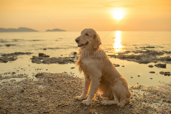 日落的幸福狗宠物晴天海滩时间天际毛皮太阳朋友海景金子图片