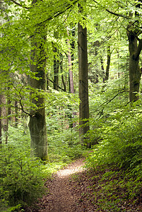 登山旅行车道戈德斯蒂格远足长椅高地森林树木自然保护区踪迹爬坡图片