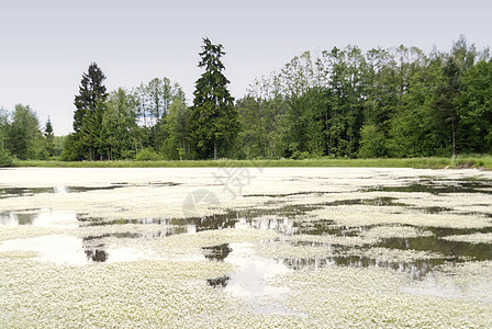 德国上帕拉蒂茨湖高地杂草牧歌爬山保护区景观自然保护区树木踪迹池塘图片