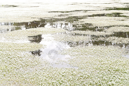 德国上帕拉蒂茨湖保护区景观牧歌自然保护区森林高地爬山旅行爬坡池塘图片