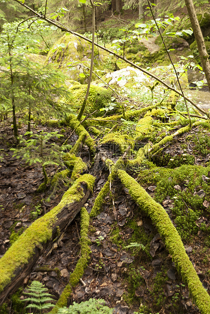 自然保护区旅行山涧爬山树木岩石木头高地森林溪流花岗岩图片