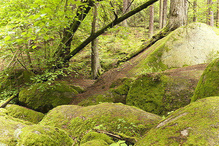 自然保护区森林木头爬坡苔藓旅行山涧溪流树木爬山牧歌图片