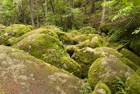 自然保护区树木苔藓自然公园保护区木头牧歌旅行踪迹高地森林图片