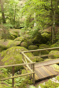 自然保护区岩石爬山自然公园苔藓溪流爬坡山涧踪迹树木森林图片