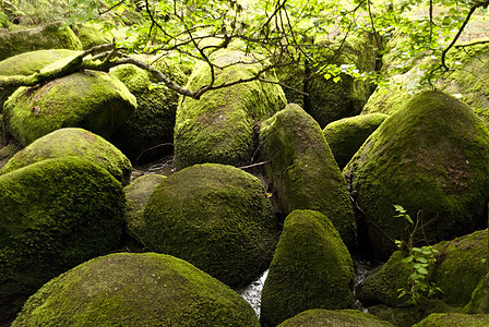 自然保护区自然公园爬山木头旅行苔藓山涧高地岩石踪迹保护区图片