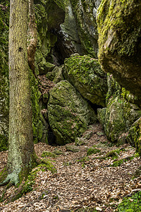 捷克国家自然遗产金河流域洞穴入口石头遗产岩石木头杂草国家苔藓图片