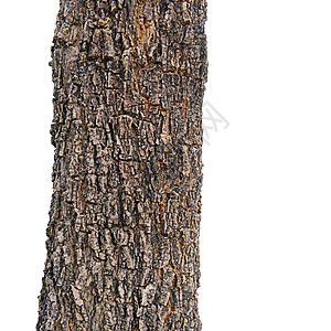 树皮上的骨折纹理材料植物裂缝皮层森林果皮树干环境腐蚀宏观图片