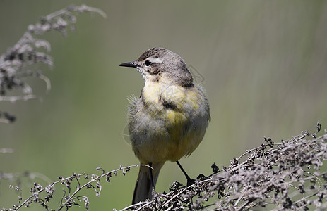 黄卷尾荒野栖息鸟类鹡鸰黄色野生动物动物图片
