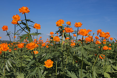 环花木头天空地球花花园绿色橙子黄色花期叶子植物图片