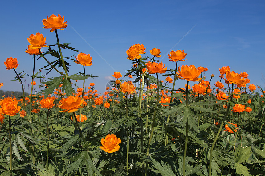 环花木头天空地球花花园绿色橙子黄色花期叶子植物图片