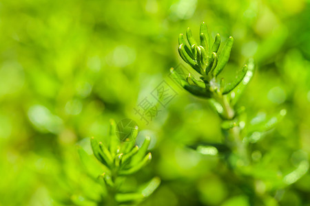 绿色绿草新背景生长植物学生态草本植物场地花园环境叶子季节宏观图片